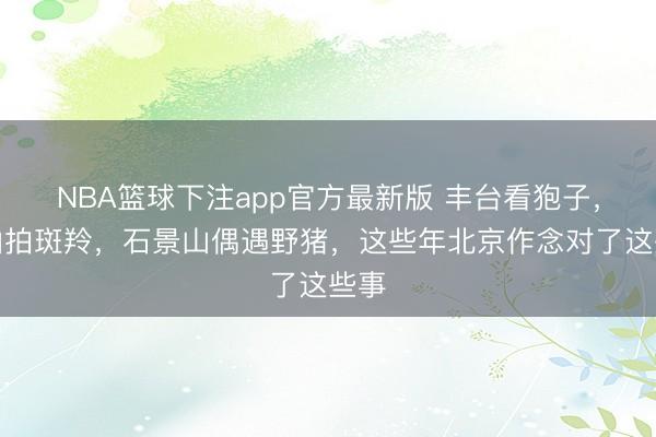 NBA篮球下注app官方最新版 丰台看狍子，房山拍斑羚，石景山偶遇野猪，这些年北京作念对了这些事