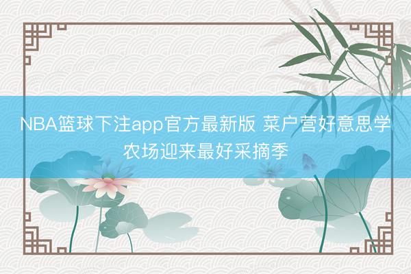 NBA篮球下注app官方最新版 菜户营好意思学农场迎来最好采摘季