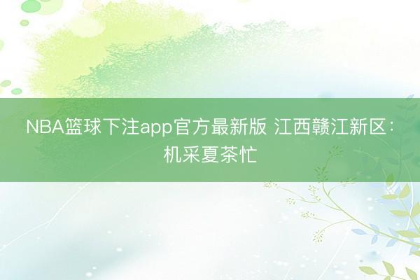 NBA篮球下注app官方最新版 江西赣江新区：机采夏茶忙